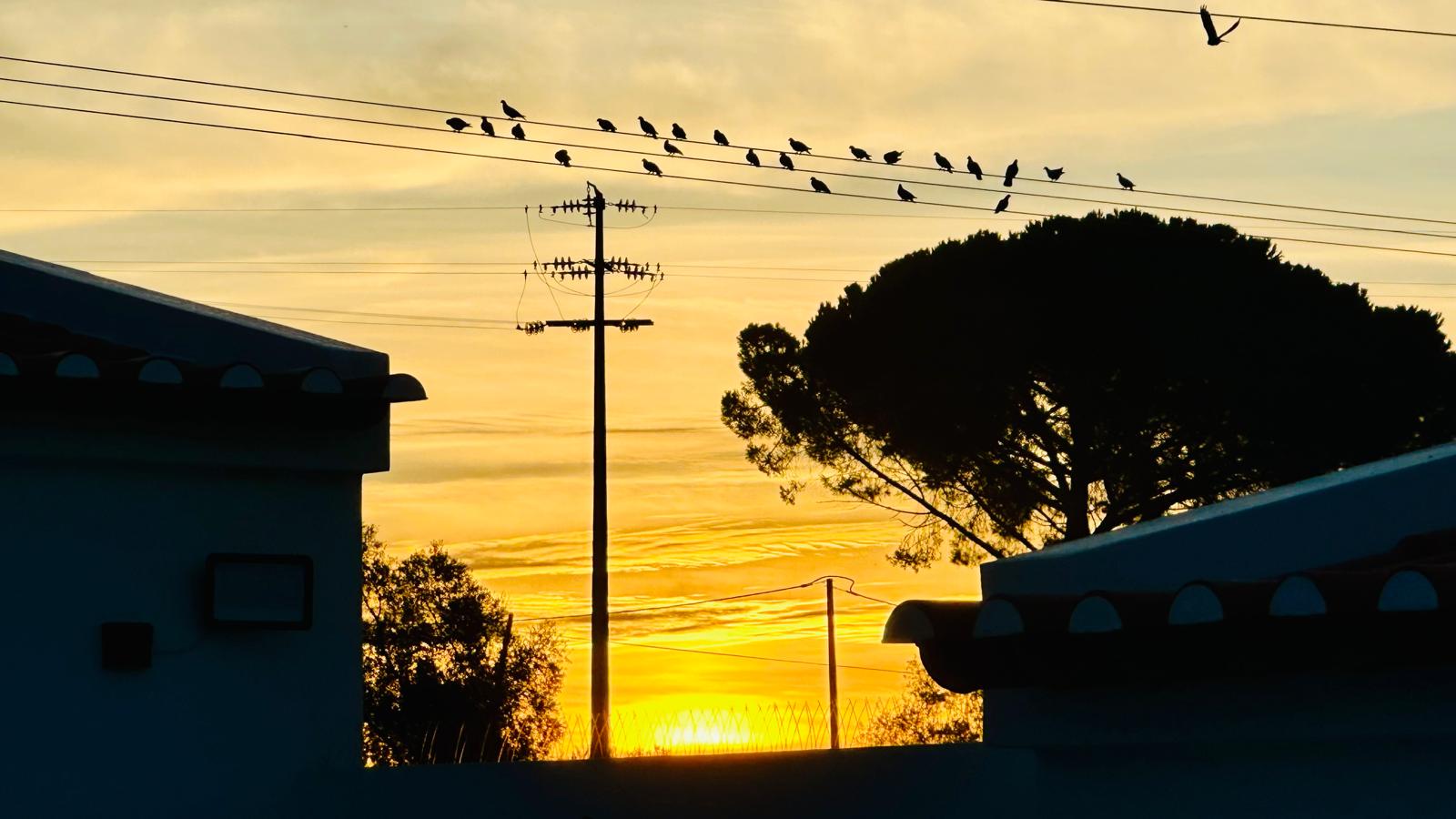 Pássaros posados nos fios ao pôr do sol
