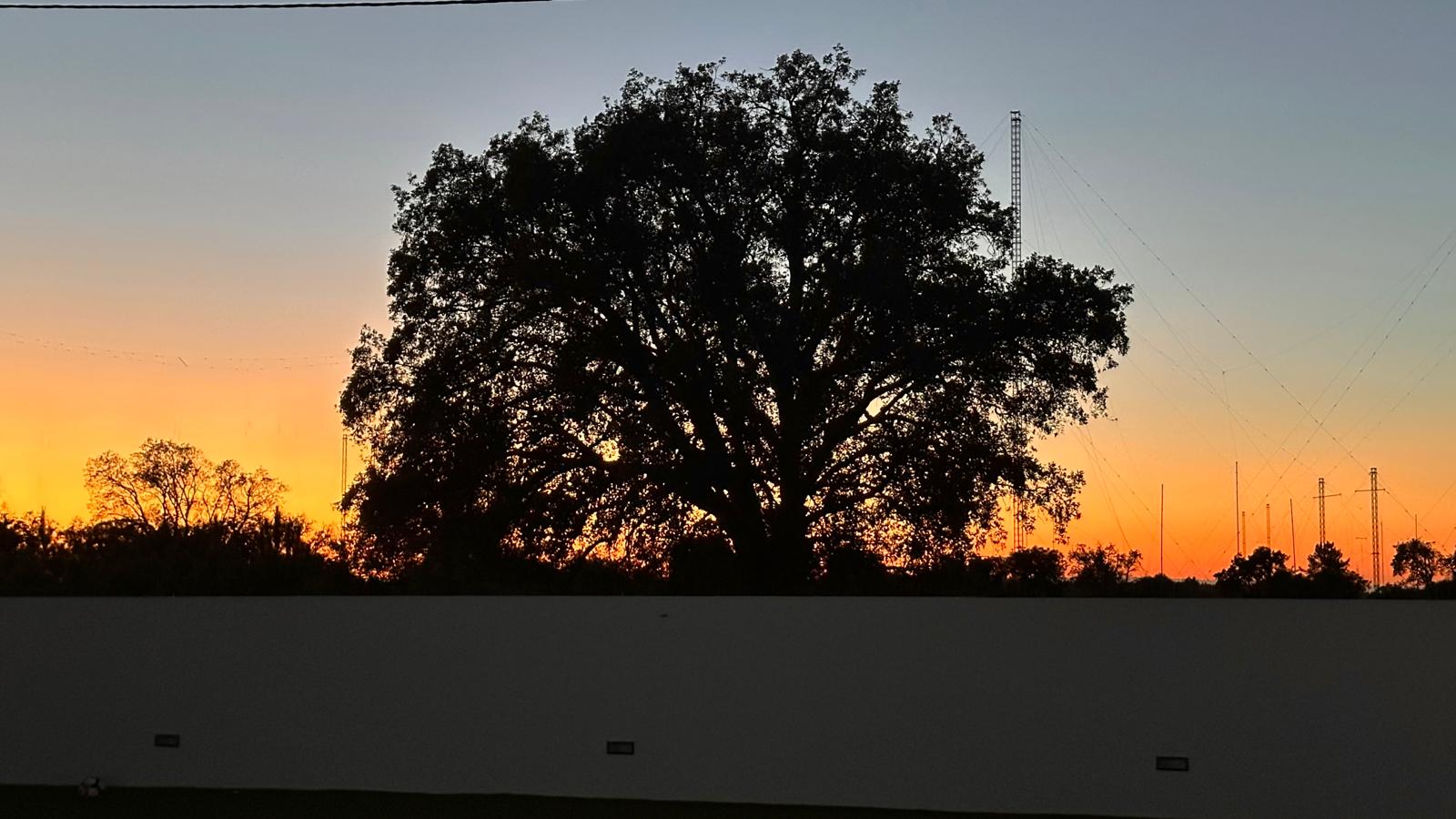 Árvore recortada contra o céu do pôr do sol
