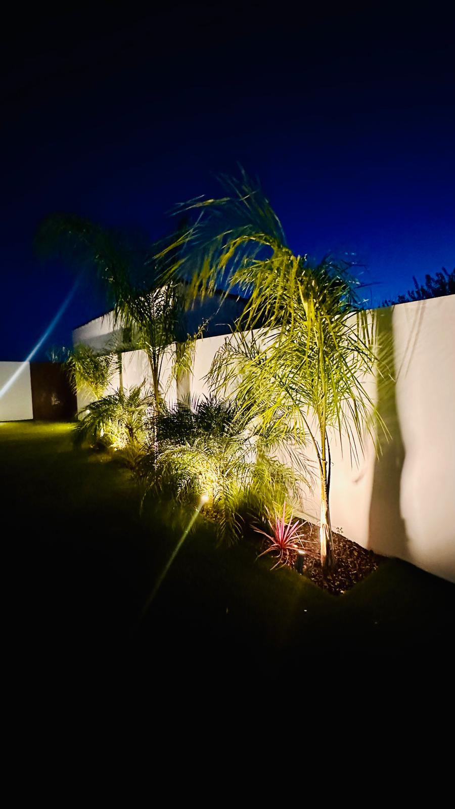 Palmeiras e plantas iluminadas junto ao muro branco